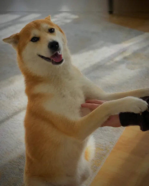 Maya, unser Bürohund, sitzt aufrecht und gibt Pfötchen